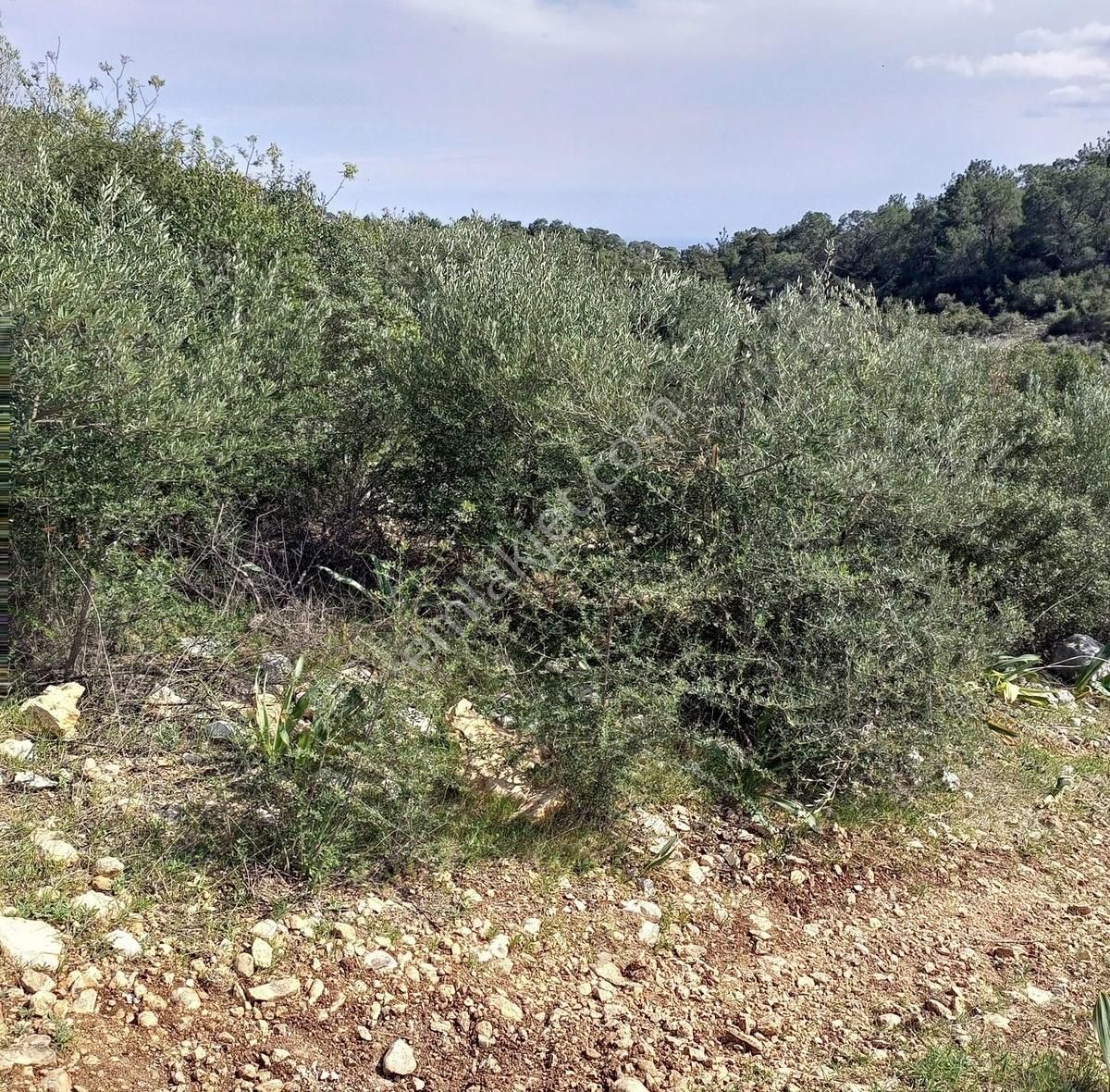Erdemli Tırtarda Satılık Deniz Manzaralı Tarla - Görsel 24