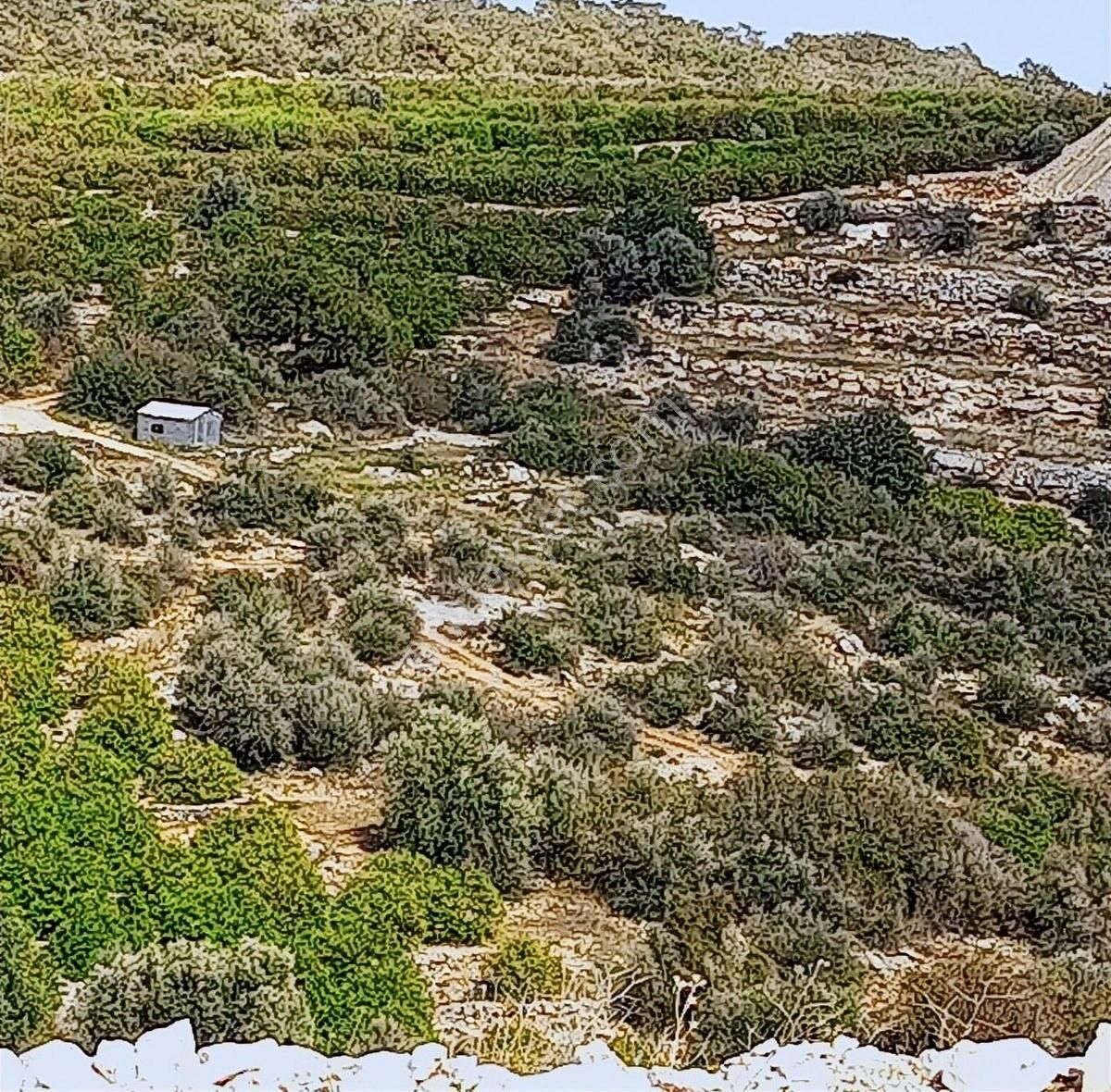 Erdemli Tırtarda Satılık Deniz Manzaralı Tarla - Görsel 28