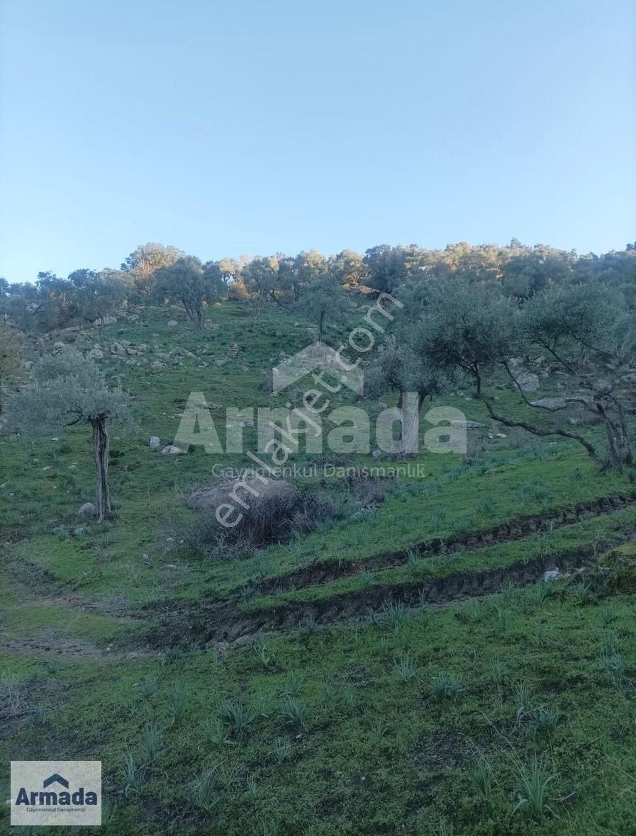 Söke Bağarası Yeniköy'de Satılık Tek Tapu Zeytinlik