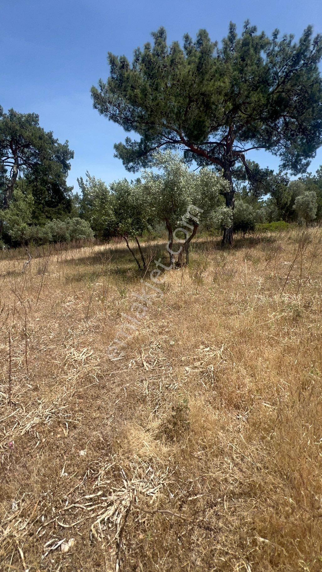 Muğla Milas Bozbük‘te Satılık 925 Metre Konut Artı Ticari Otel İmarlı Arsa - Görsel 26