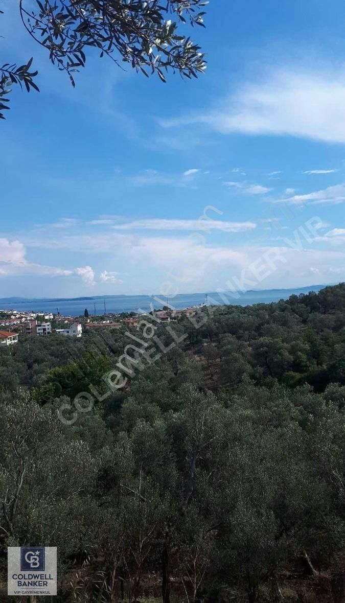 Balıkkesir Edremit Avcılar Da Satılık 5.690 M2 Zeytinlik...
