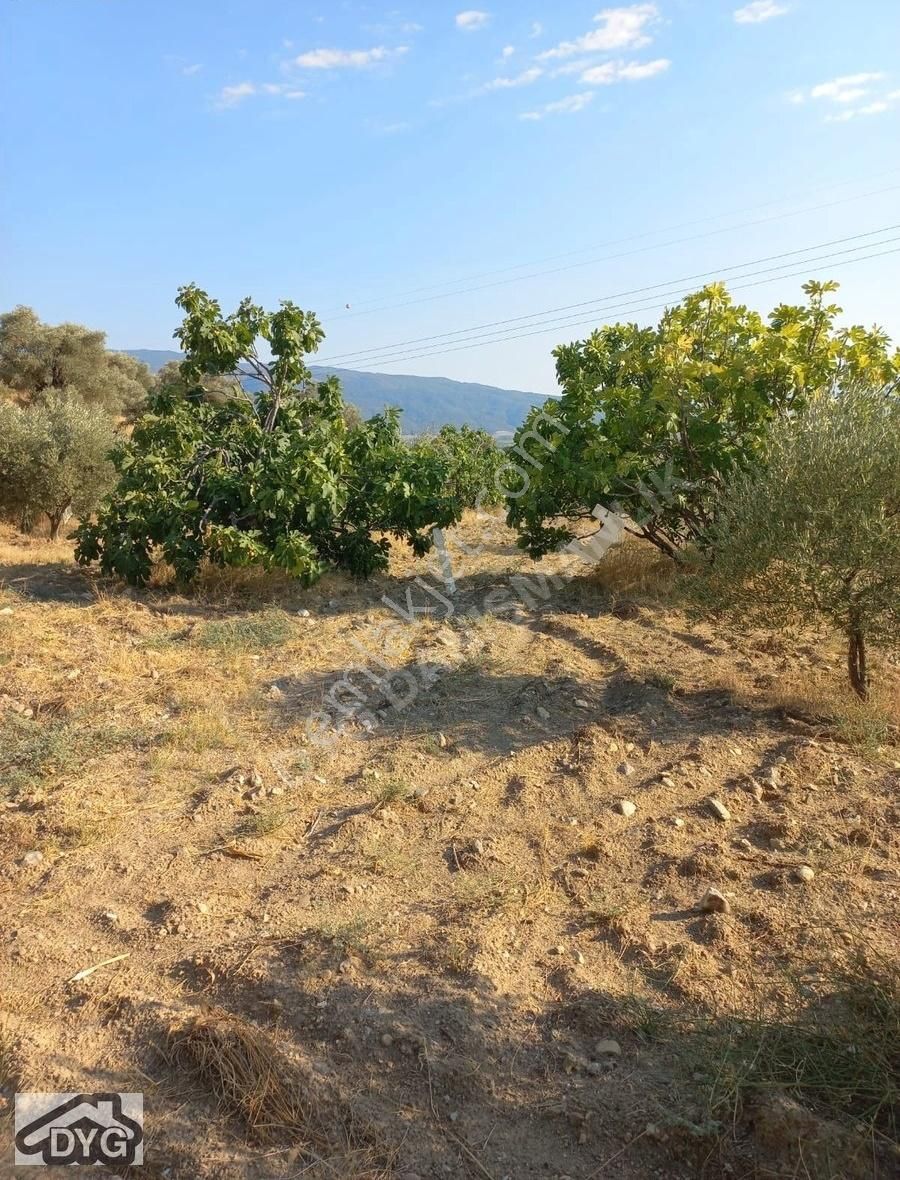 Satılık Zeytinlik Ve İncir Bahçesi Aydın/kuyucak/beşeylül