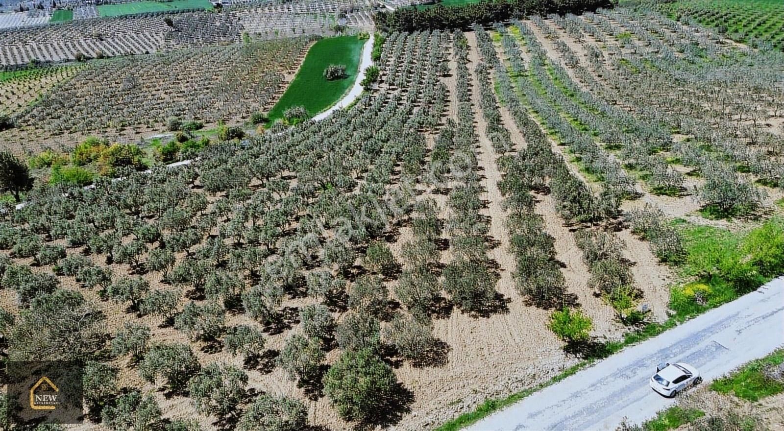 New Gyo 'dan Hatun Köy' De Ana Yola Sıfır Satılık Zeytinlik - Görsel 3