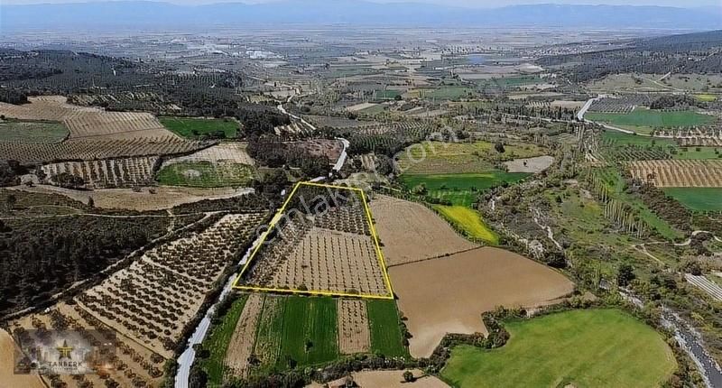 Tanberk Satılık Zeytinlik + Çamlık + Ev + Depo Asfalt Yola Sıfır