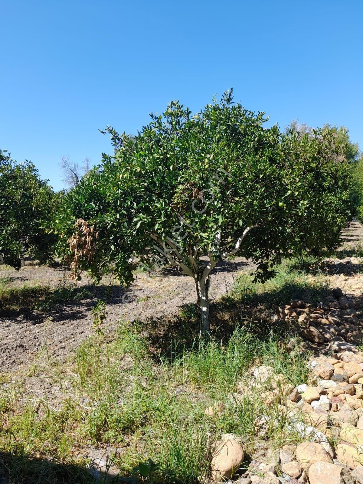 Köyceğiz Yangıda Satılık 4908 M2 Bahçe