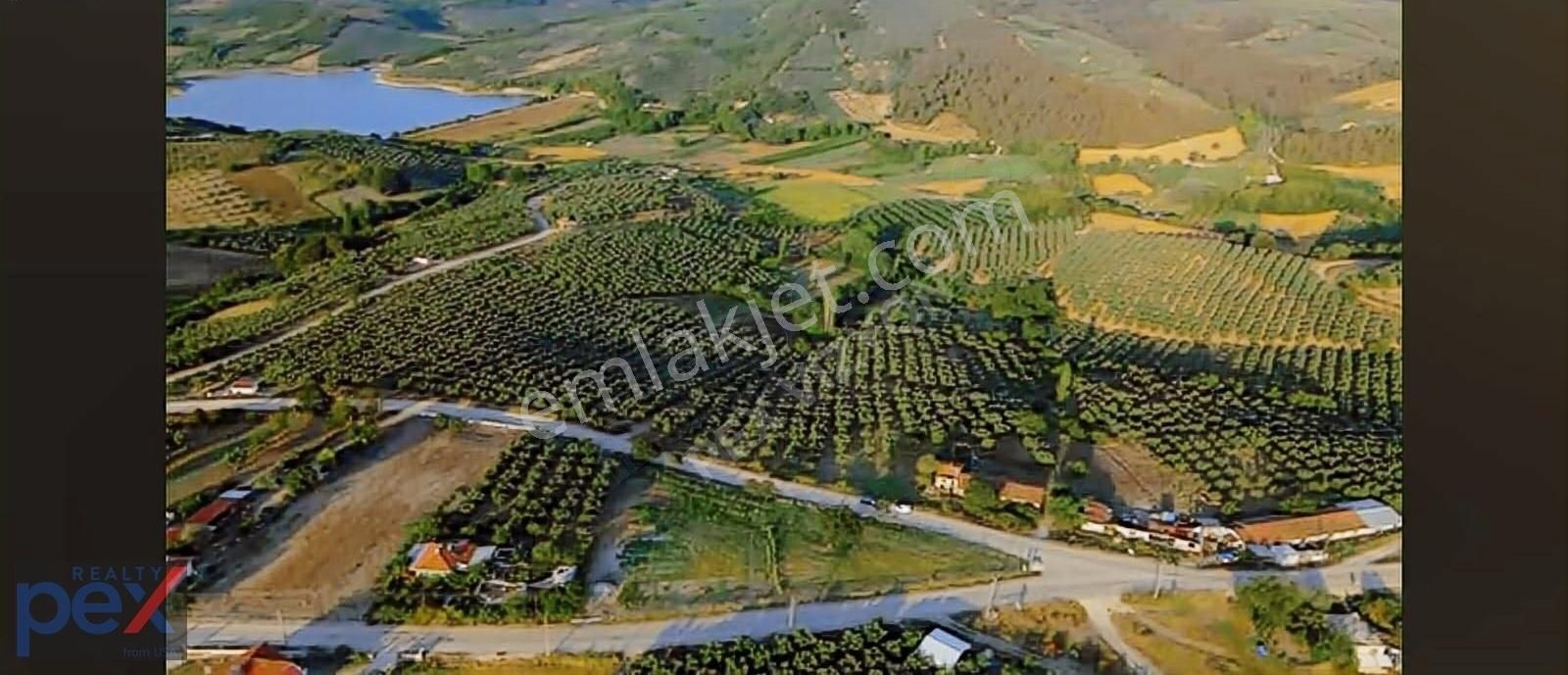 Mudanya Çınarlı Köyünde Tarla Vasıflı Harika Fırsat Zeytinlik