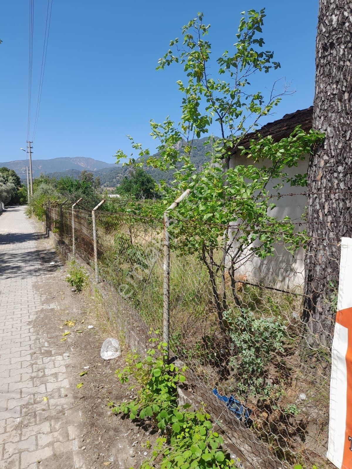 Köyceğiz Yangıda Satılık 6690 M2 İmarlı Bahçe
