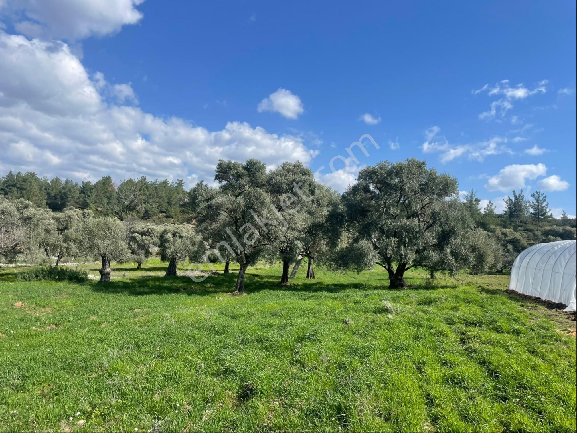 Muğla/milas/çamköy Mevkisinde Köy İçi İmarlı Tarla.