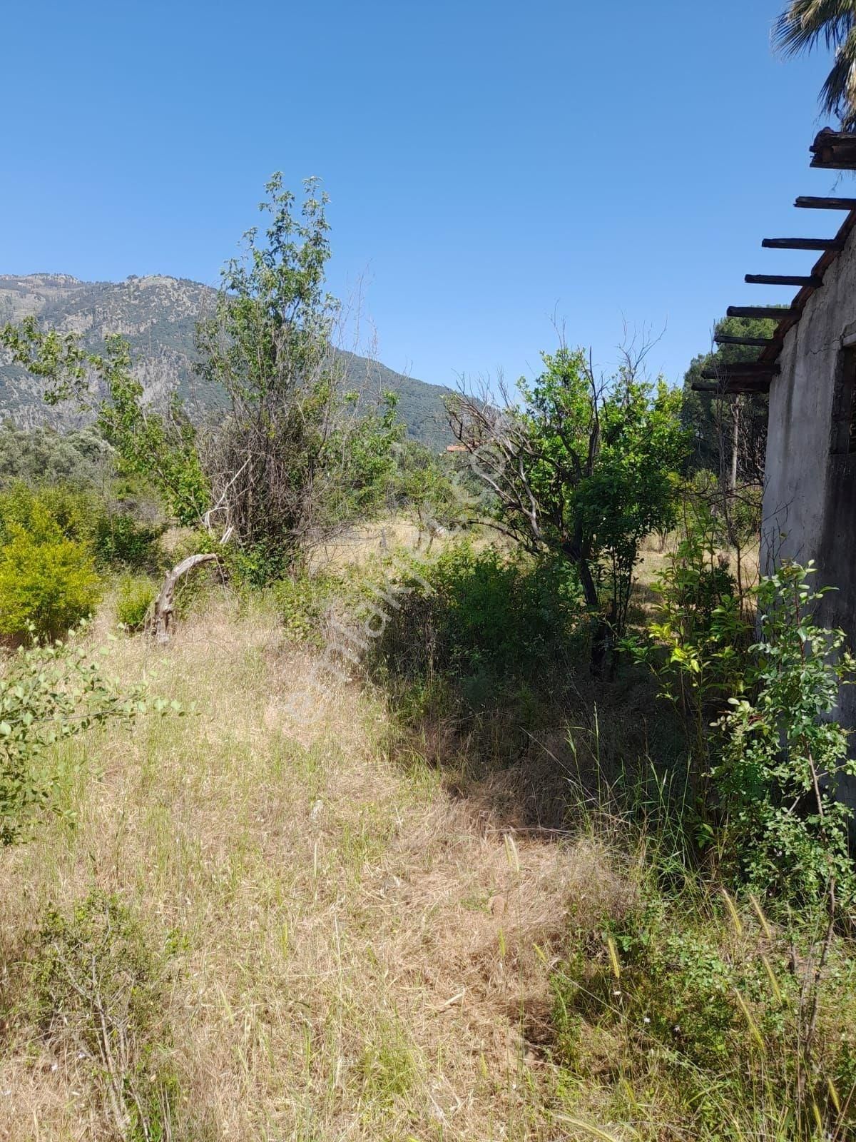 Köyceğiz Yangıda Satılık 9221 M2 Tarla