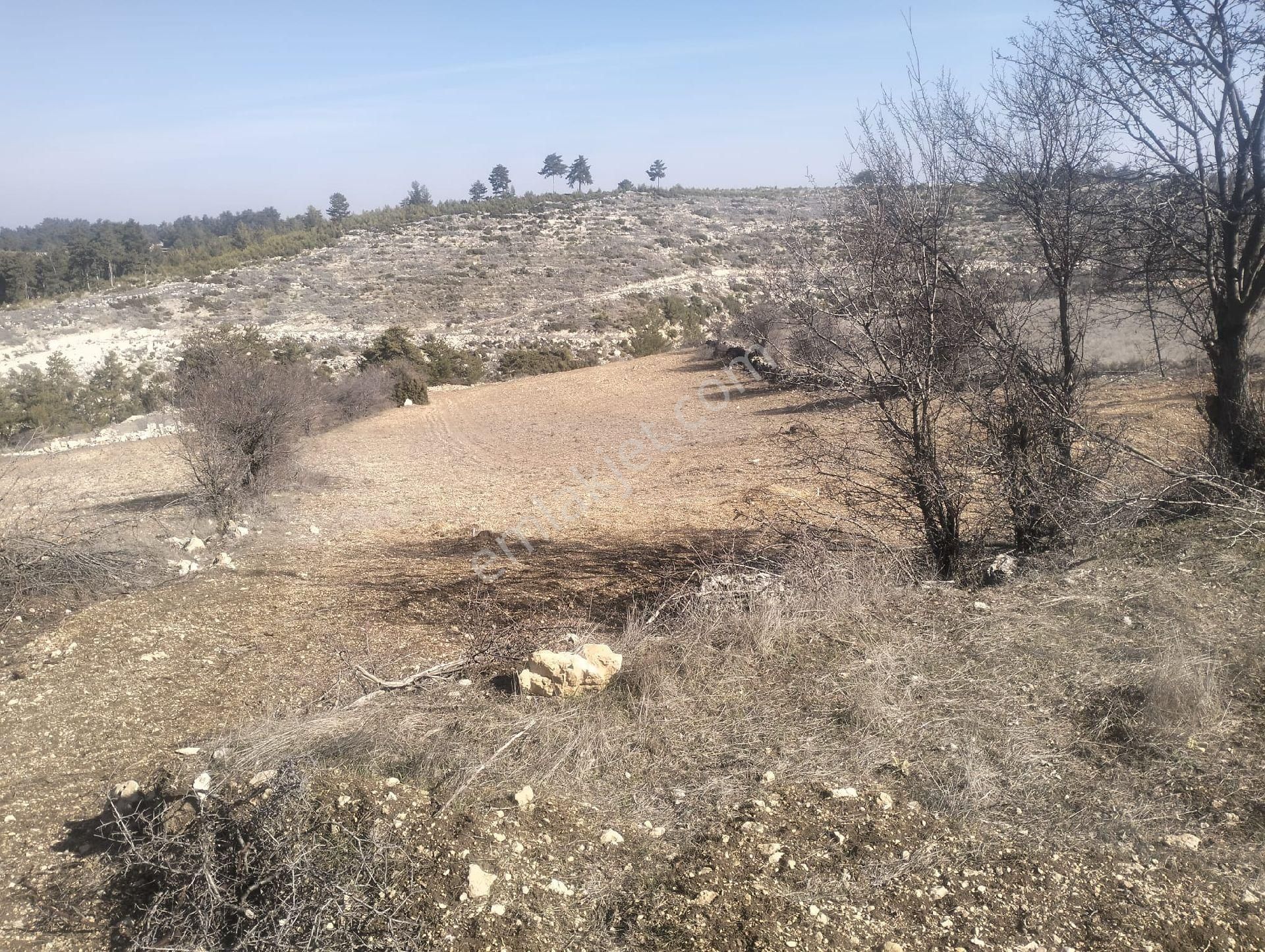 11.500 M2 Arazi Ceviz Ağacı Dolu