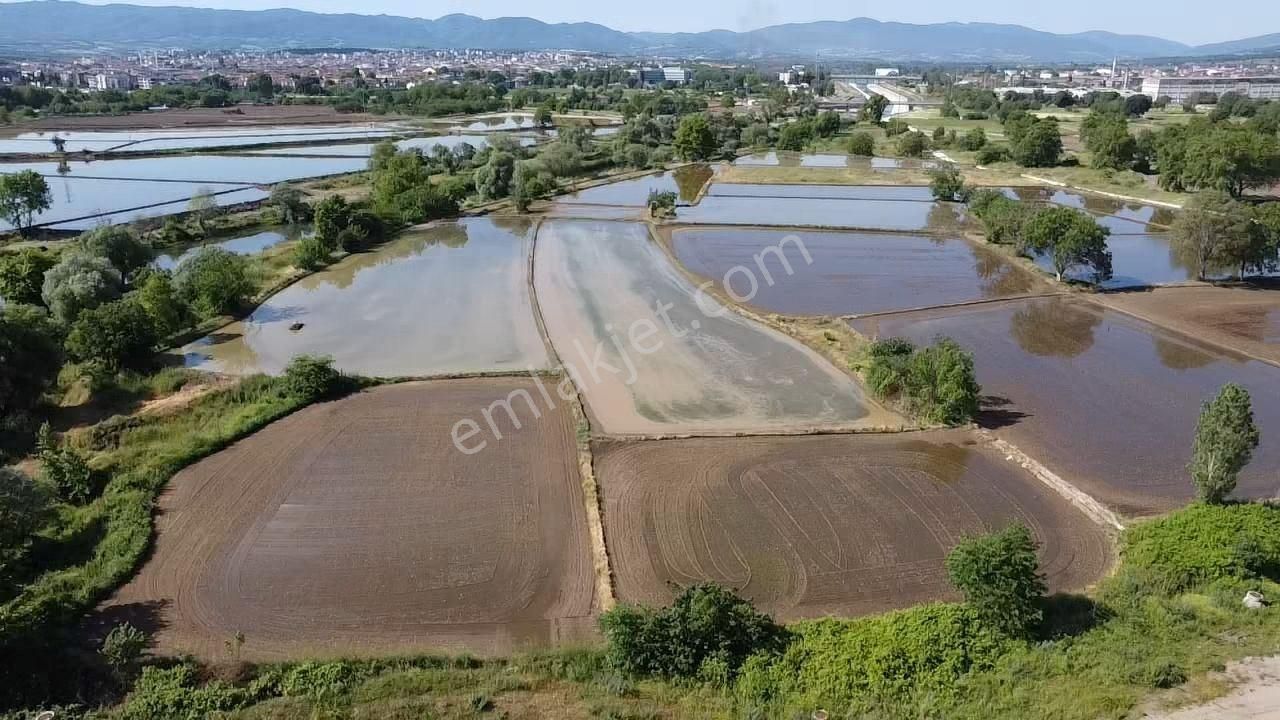 Balıkesir Gönen Kurtuluş Mah. Sarı Toprak Çeltik Tarlası