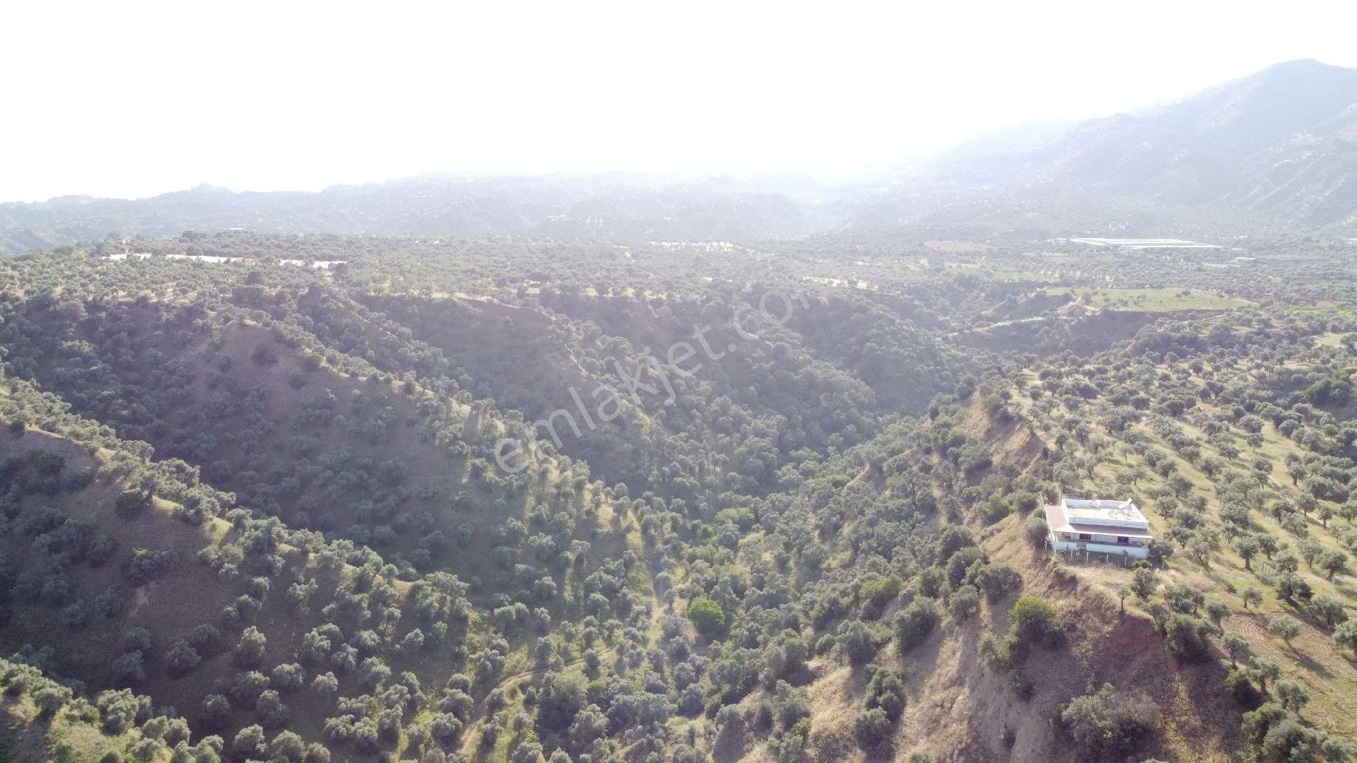 Nazilli İsabeyli'de 64 Dönüm Zeytinlik - Görsel 2