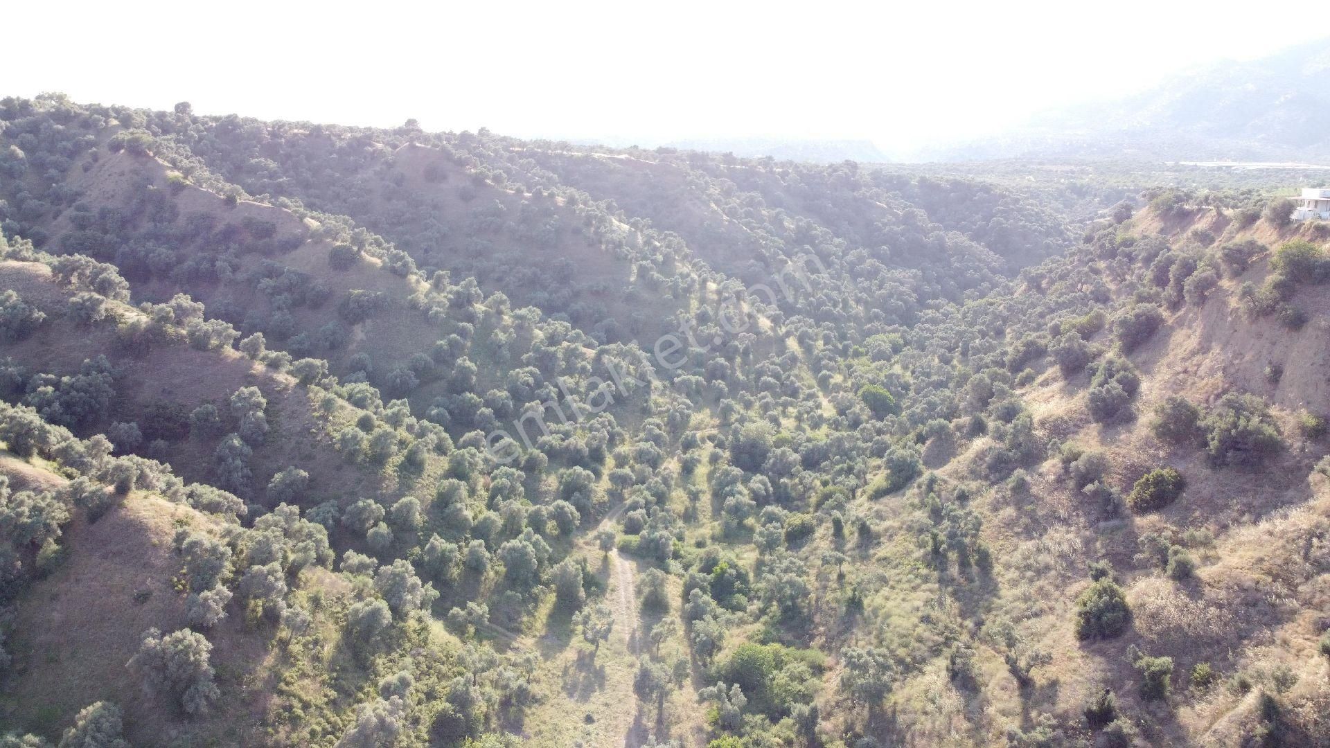 Nazilli İsabeyli'de 64 Dönüm Zeytinlik - Görsel 3