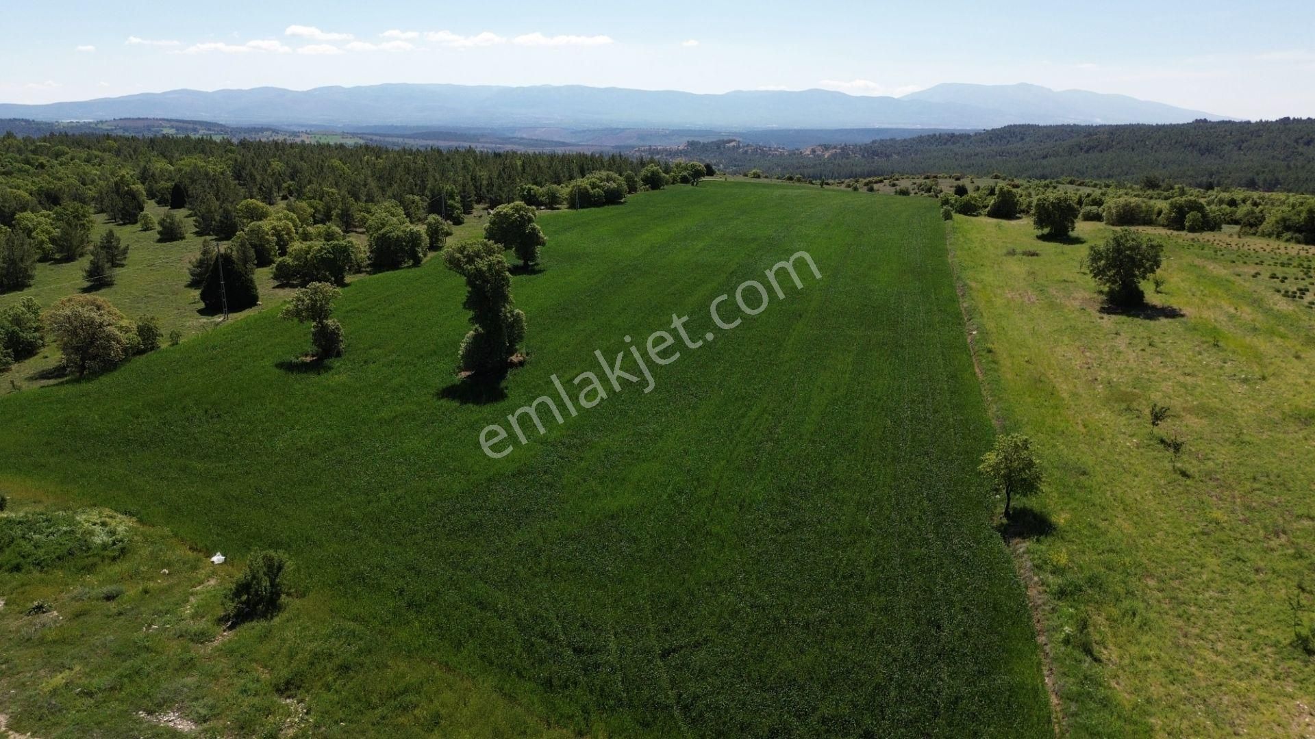 Akarca Köyü'nde Asfalt Yakını 21.967 M² Satılık Tarla!!