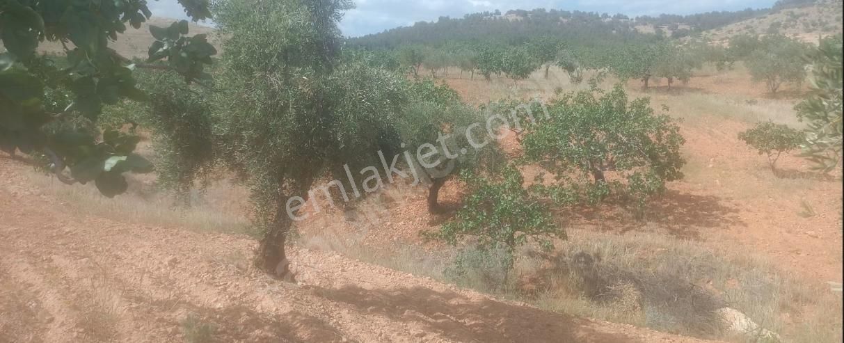 Yeşilevler Mahallesi Nizip ' De Satılık Arazi.