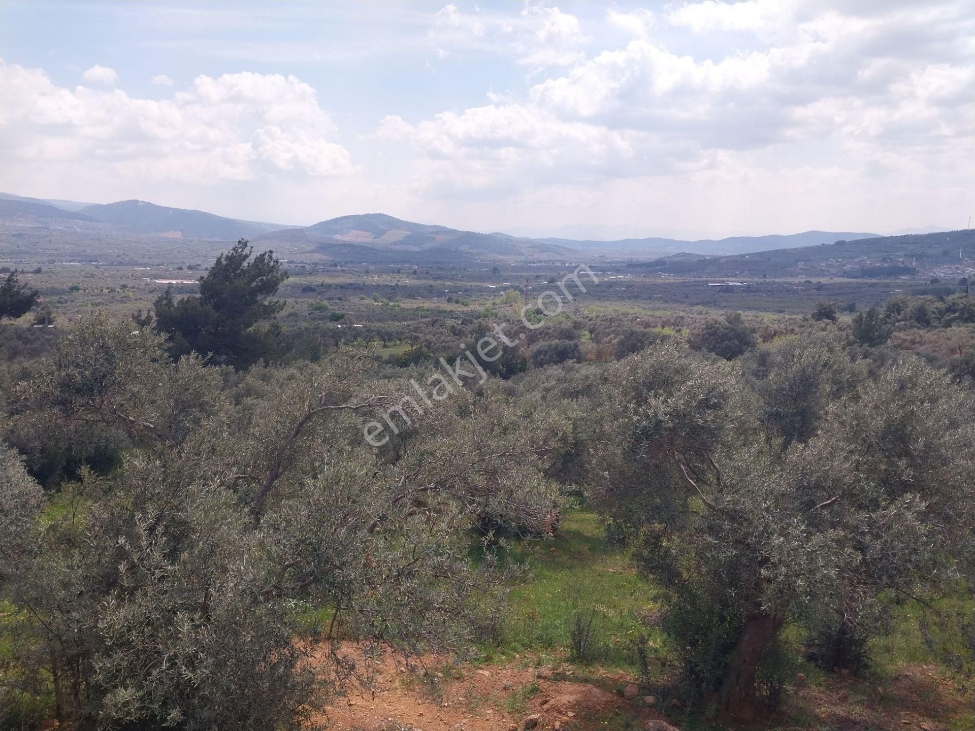 Satılık Zeytinlik 4890 M2 Köye Bitişik Tek Tapu