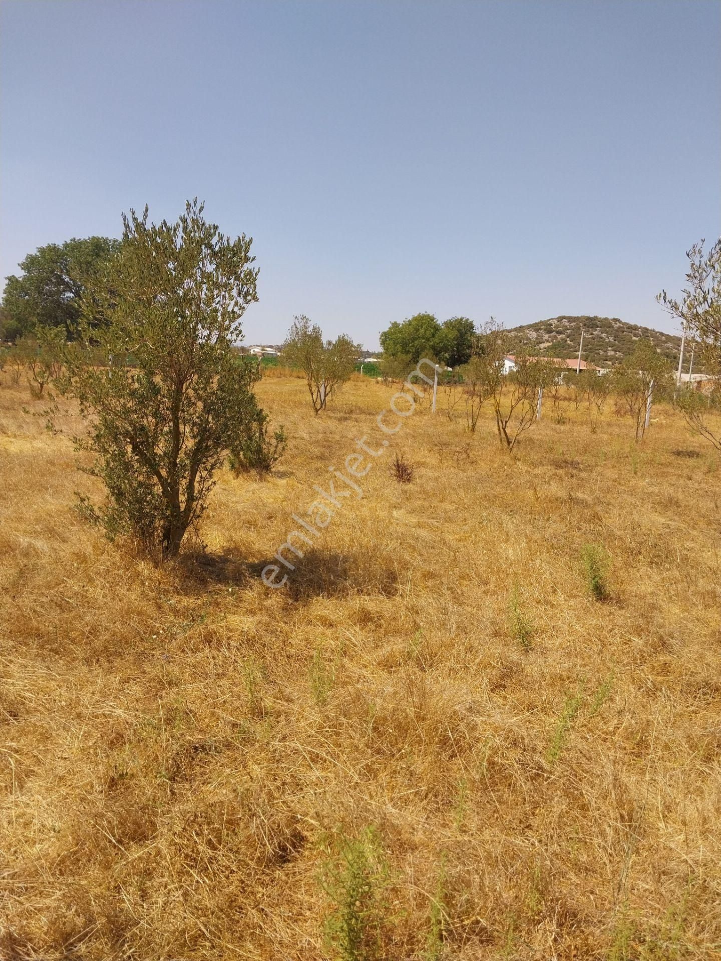Satılık Zeytinlik 2450 M2 Tek Tapu