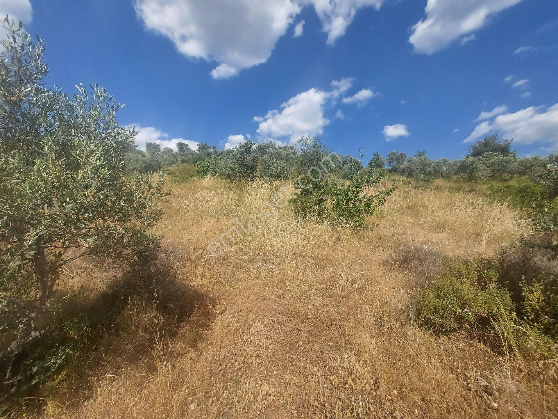 İzmir Kemalpaşa Yeşilyurt Köy Merkezine Yakın 4735 M² Zeytinli Tarla Bağ - Görsel 22