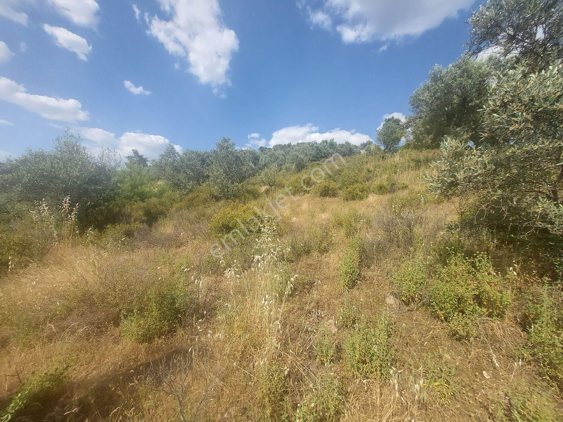 İzmir Kemalpaşa Yeşilyurt Köy Merkezine Yakın 4735 M² Zeytinli Tarla Bağ - Görsel 27