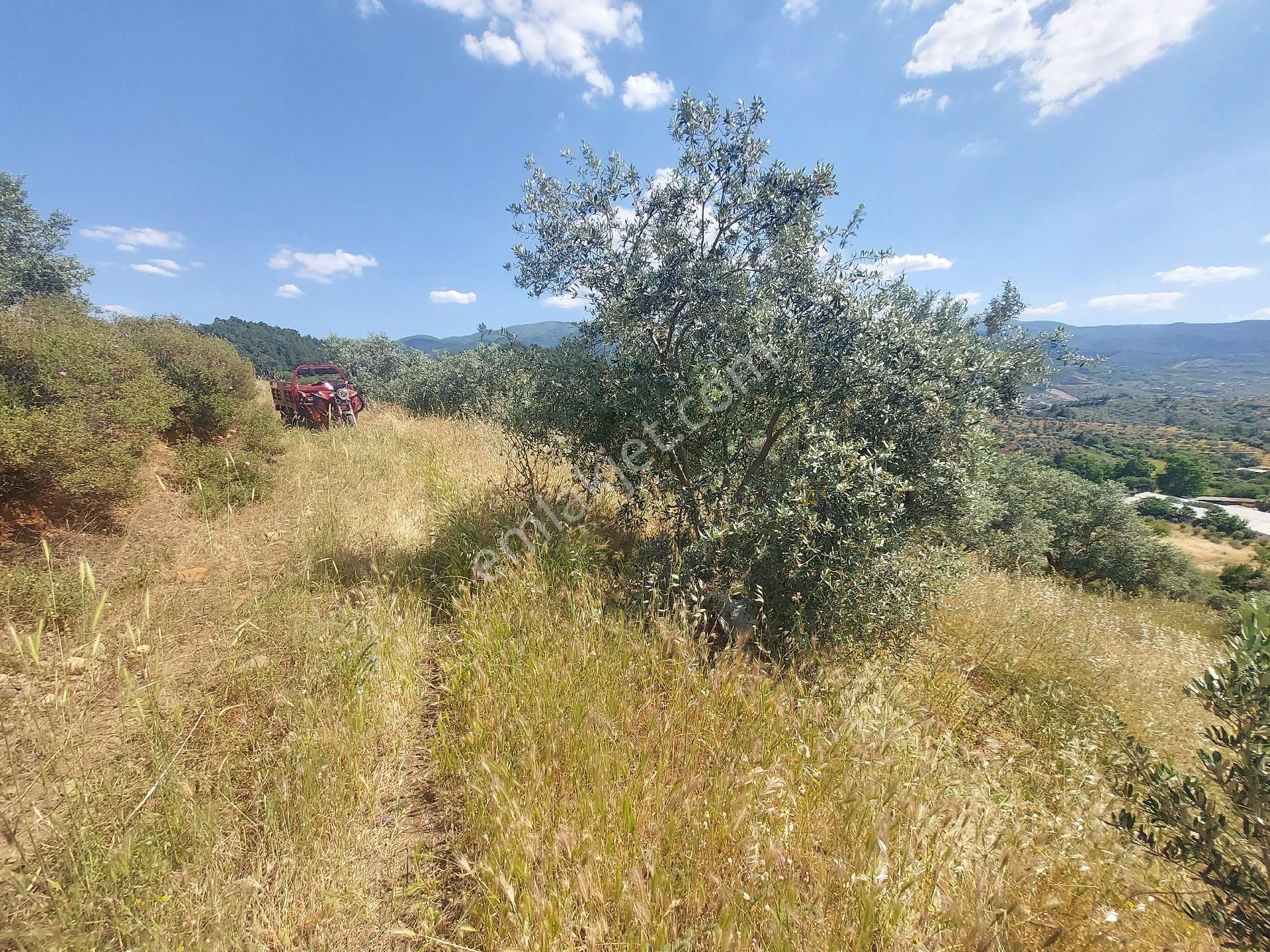 İzmir Kemalpaşa Yeşilyurt Köy Merkezine Yakın 4735 M² Zeytinli Tarla Bağ - Görsel 10