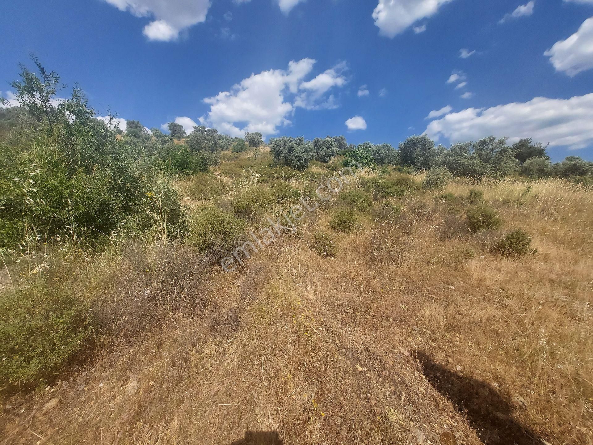 İzmir Kemalpaşa Yeşilyurt Köy Merkezine Yakın 4735 M² Zeytinli Tarla Bağ - Görsel 19