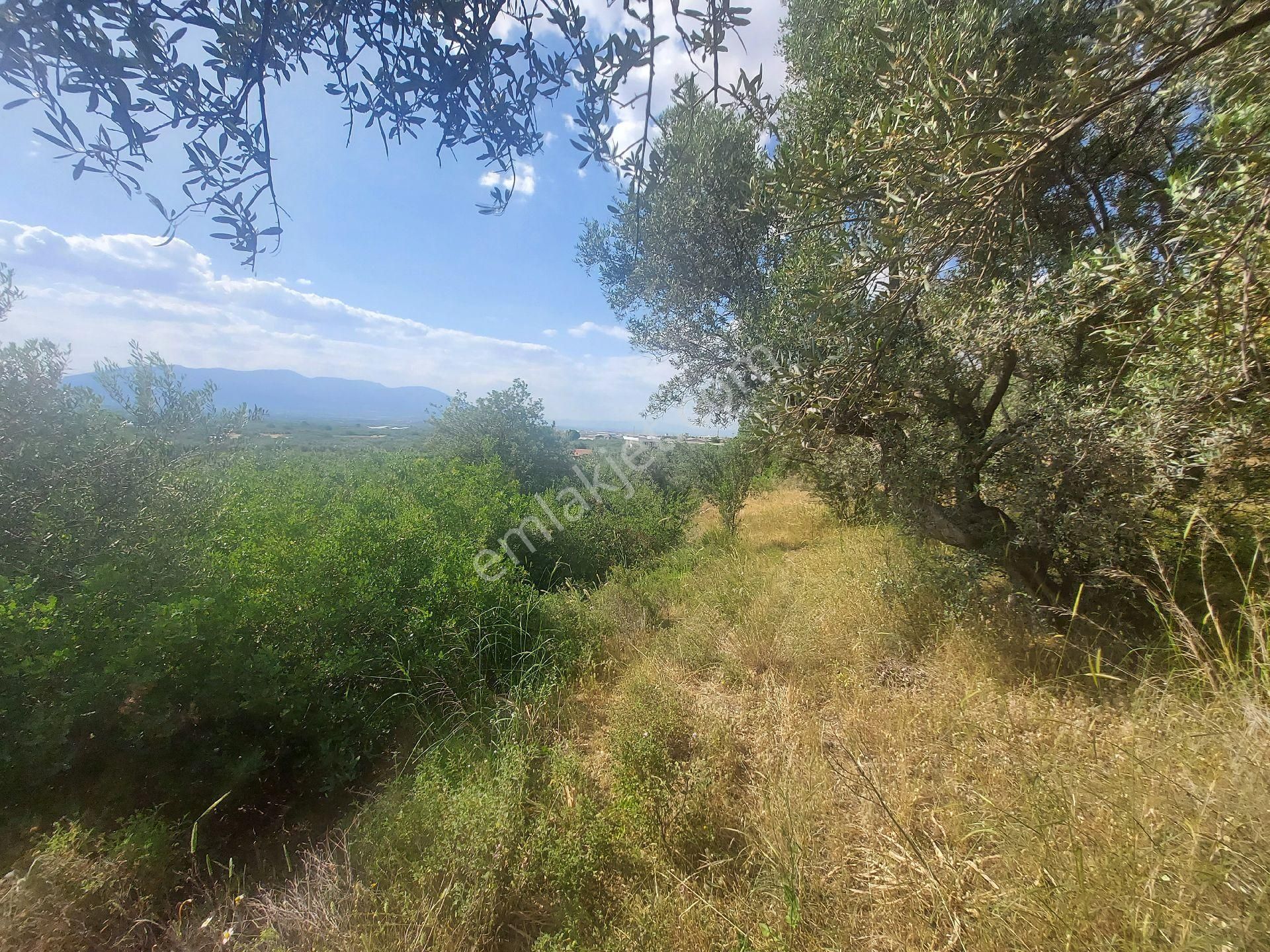 İzmir Kemalpaşa Yeşilyurt Köy Merkezine Yakın 4735 M² Zeytinli Tarla Bağ - Görsel 29