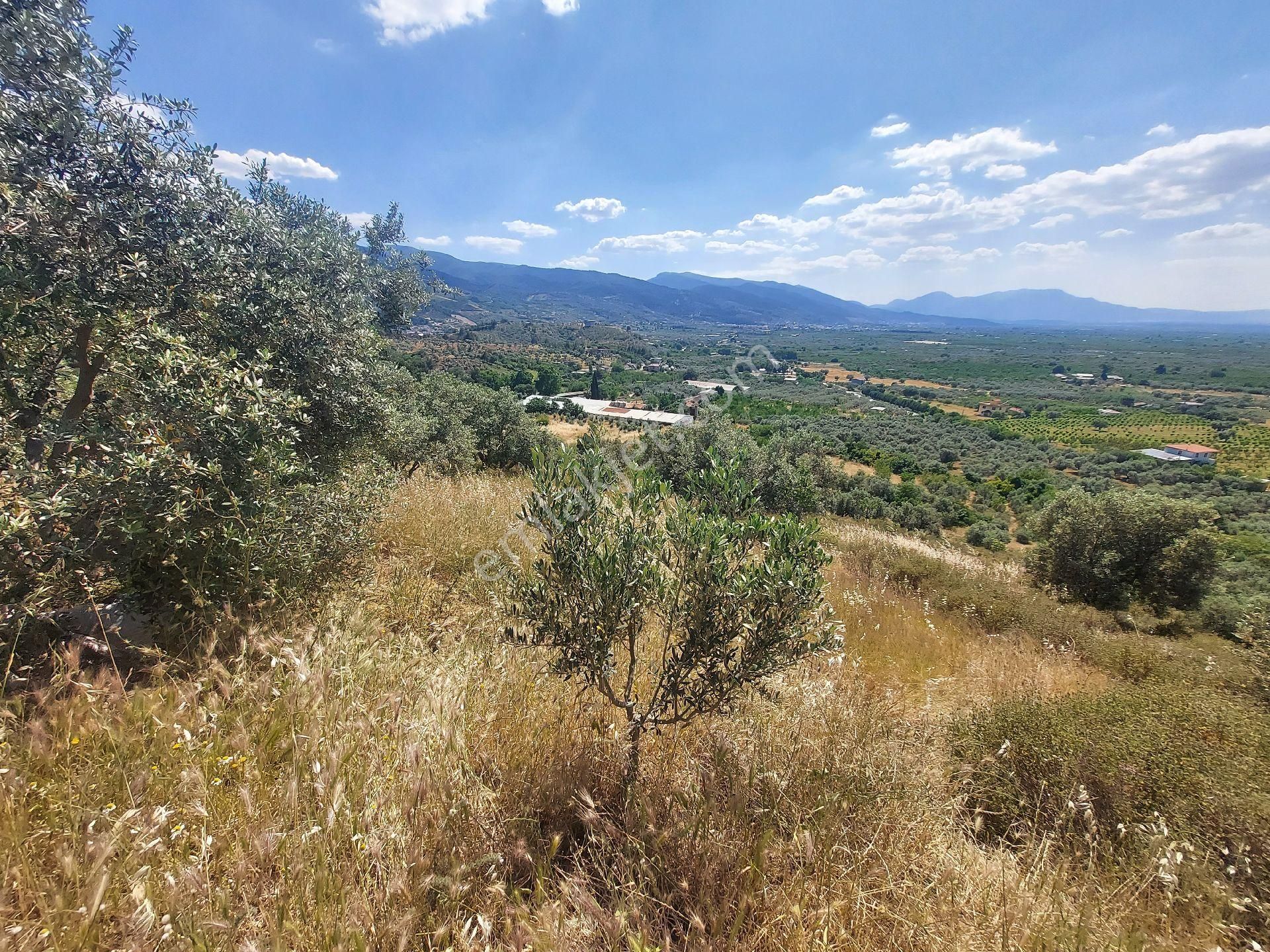 İzmir Kemalpaşa Yeşilyurt Köy Merkezine Yakın 4735 M² Zeytinli Tarla Bağ - Görsel 13