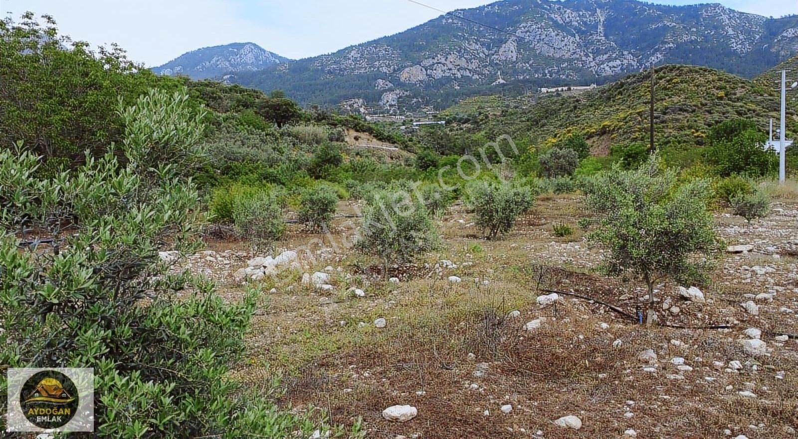 Aydoğan Emlak'tan Satılık Rızai Taksimli Arsa - Erentepe/kumluca - Görsel 7