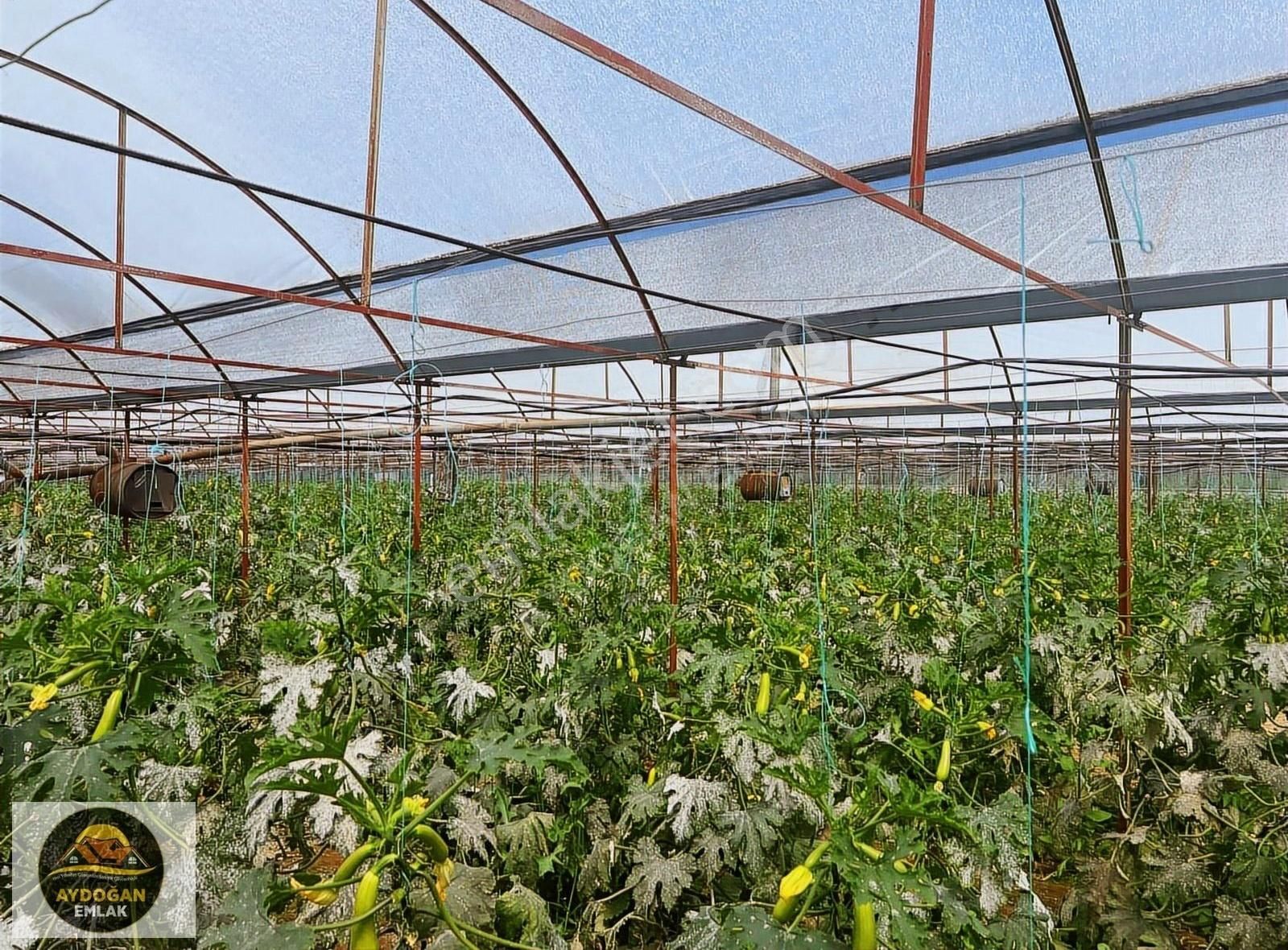 Aydoğan Emlak'tan Müstakil Tapu Tarla - Sera Ve 2 Adet Ev İle !! - Görsel 34