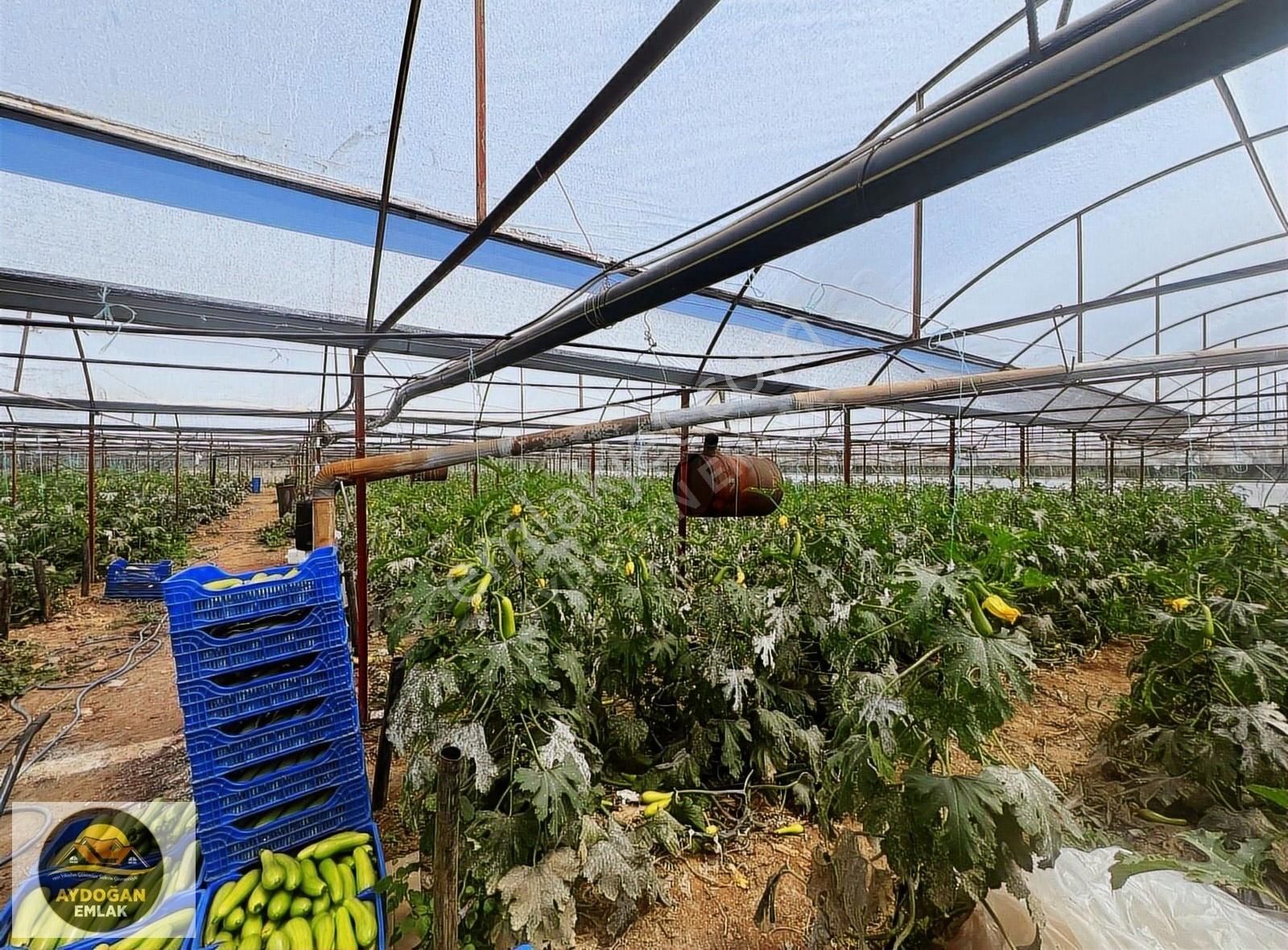 Aydoğan Emlak'tan Müstakil Tapu Tarla - Sera Ve 2 Adet Ev İle !! - Görsel 11