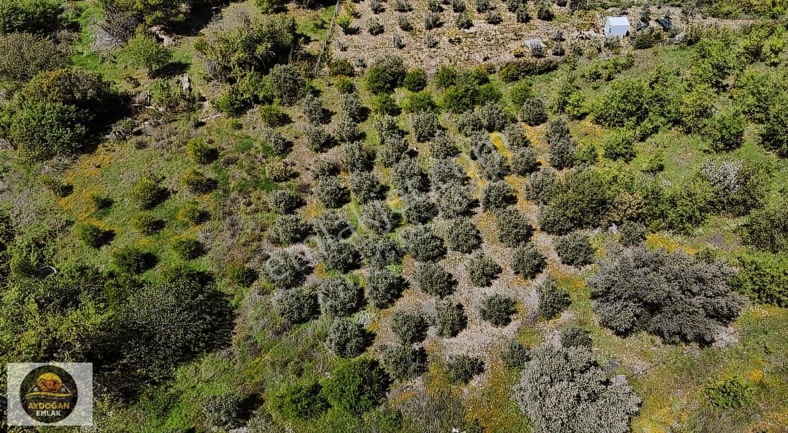 Aydoğan Emlak'tan Müstakil Tapu Tarla - Sera Ve 2 Adet Ev İle !! - Görsel 15