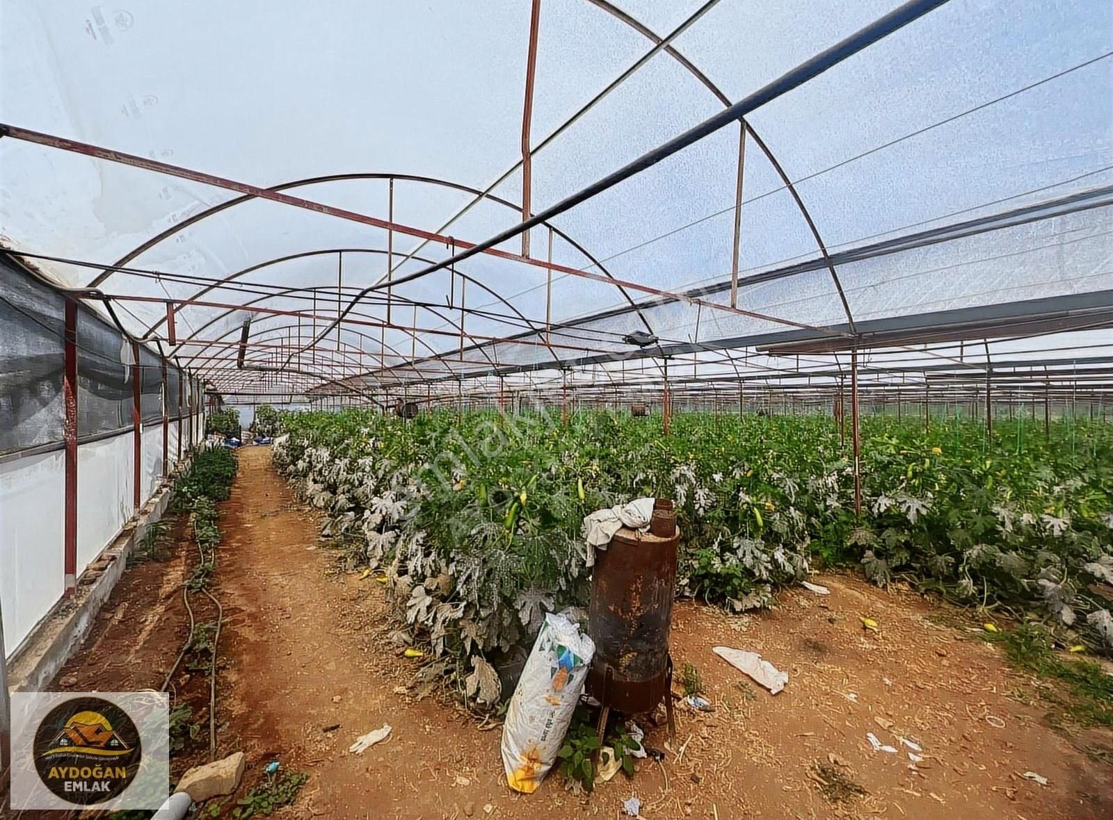 Aydoğan Emlak'tan Müstakil Tapu Tarla - Sera Ve 2 Adet Ev İle !! - Görsel 16