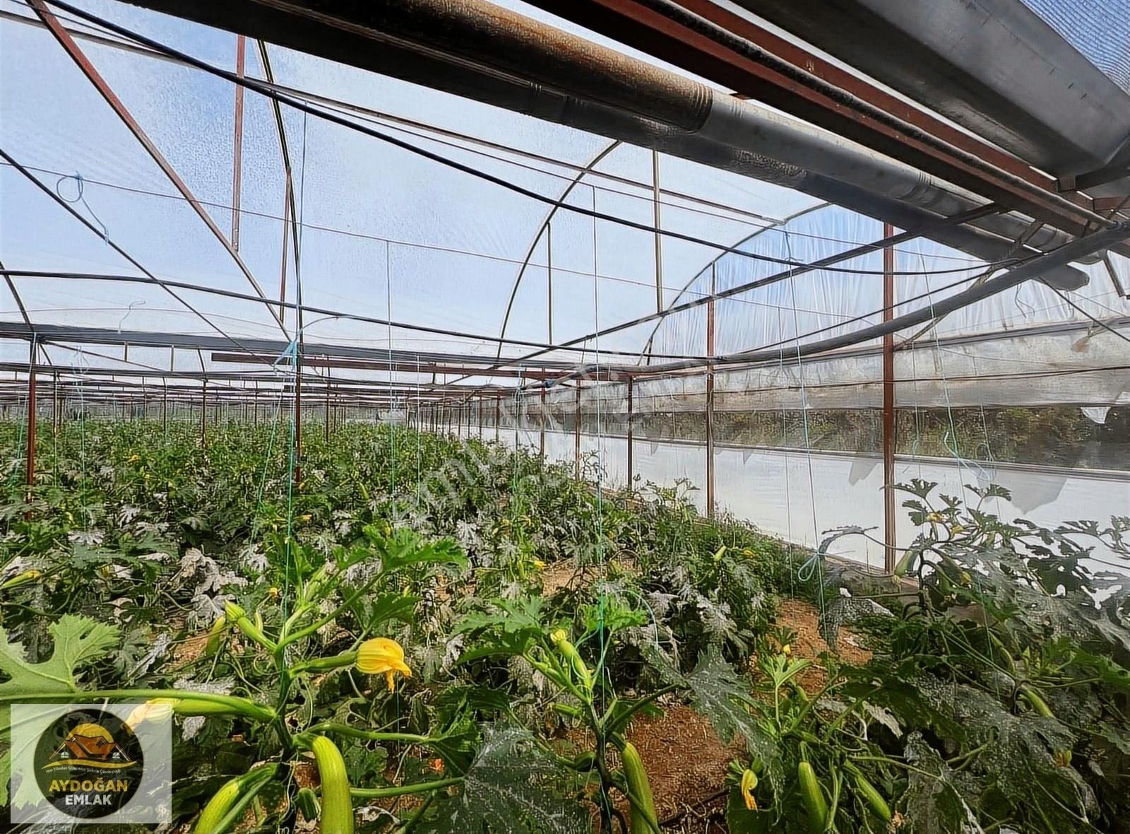 Aydoğan Emlak'tan Müstakil Tapu Tarla - Sera Ve 2 Adet Ev İle !! - Görsel 24