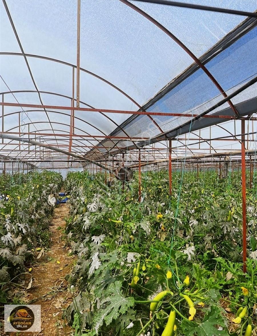 Aydoğan Emlak'tan Müstakil Tapu Tarla - Sera Ve 2 Adet Ev İle !! - Görsel 10