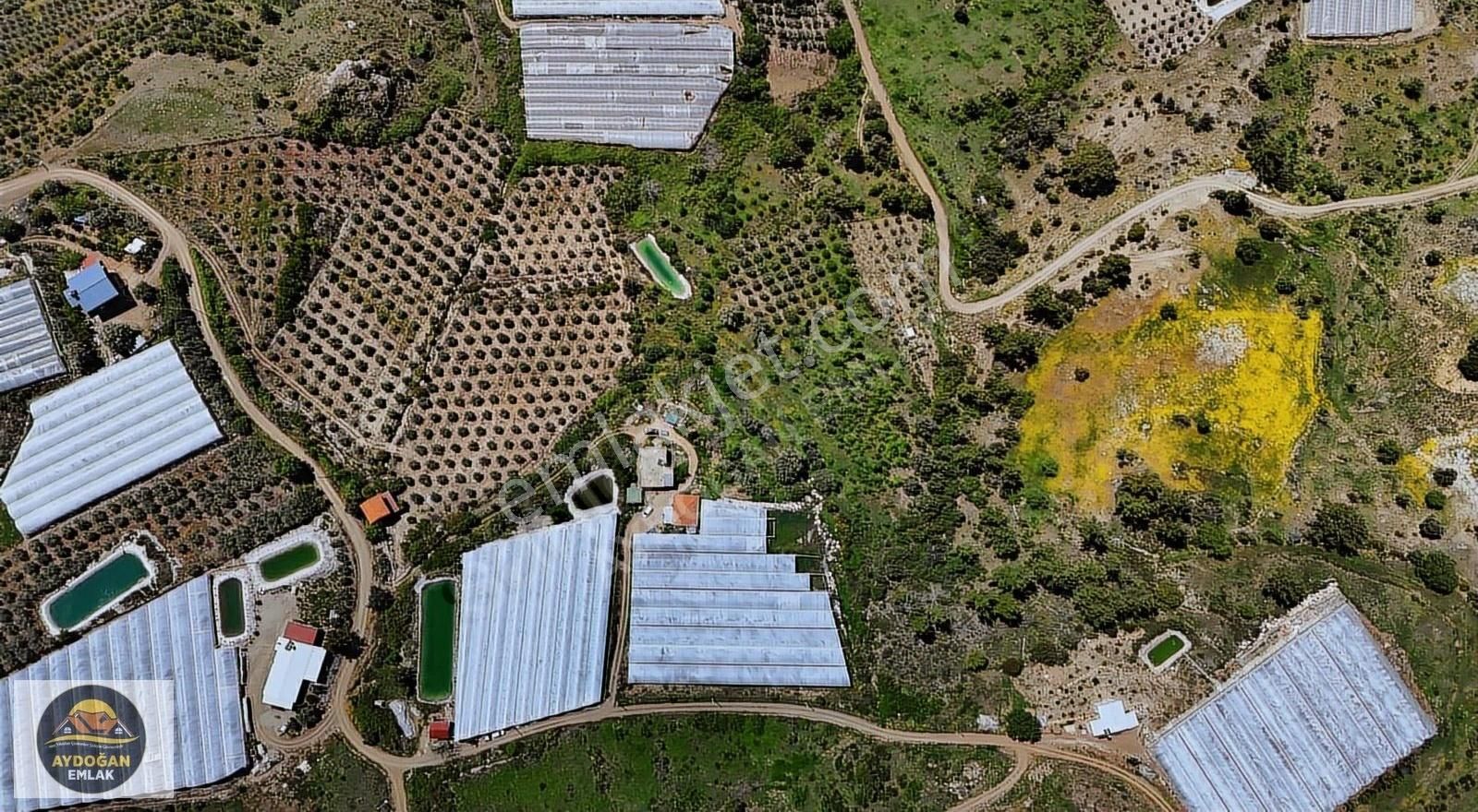 Aydoğan Emlak'tan Müstakil Tapu Tarla - Sera Ve 2 Adet Ev İle !! - Görsel 9