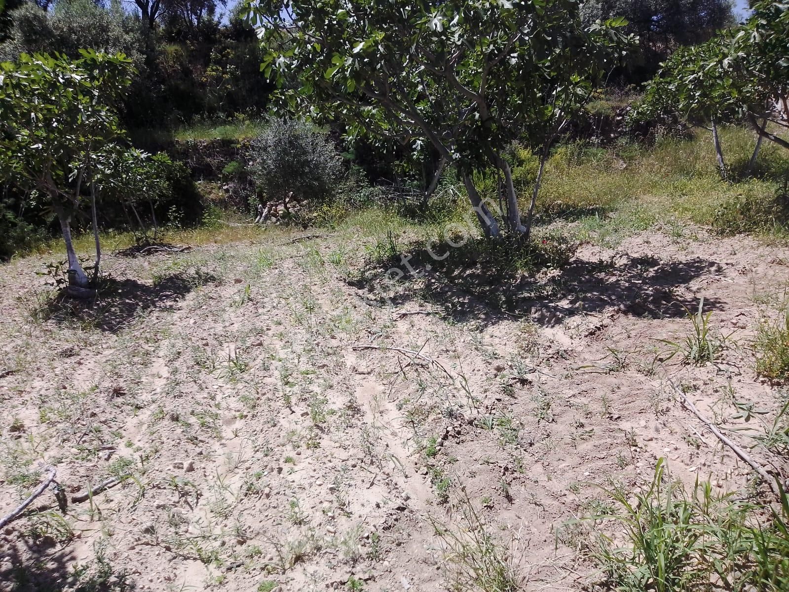 İkoniyum'dan Aydın Bozdoğanda 2500 M2 Zeytinlik
