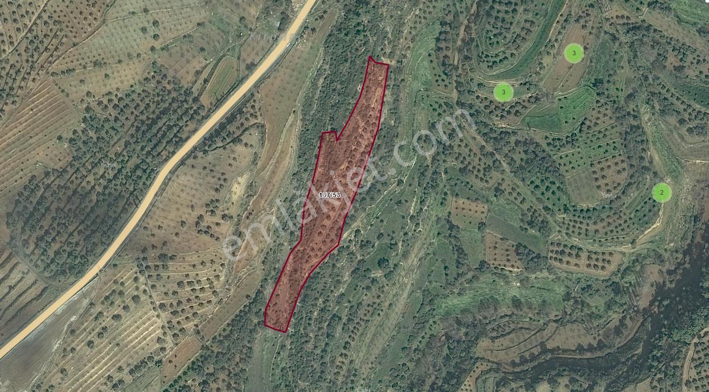 İkoniyum'dan Aydın Bozdoğanda 8216 M² Zeytin Tarlası - Görsel 2