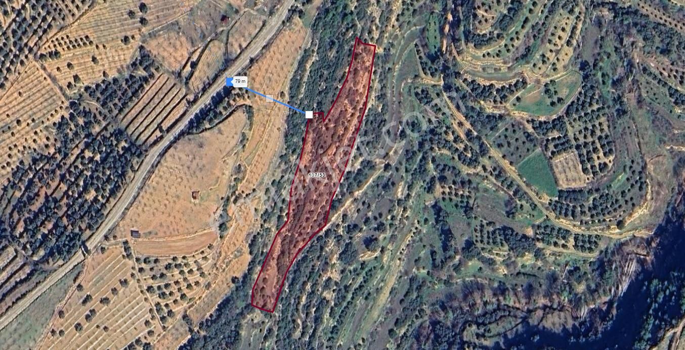 İkoniyum'dan Aydın Bozdoğanda 8216 M² Zeytin Tarlası - Görsel 3