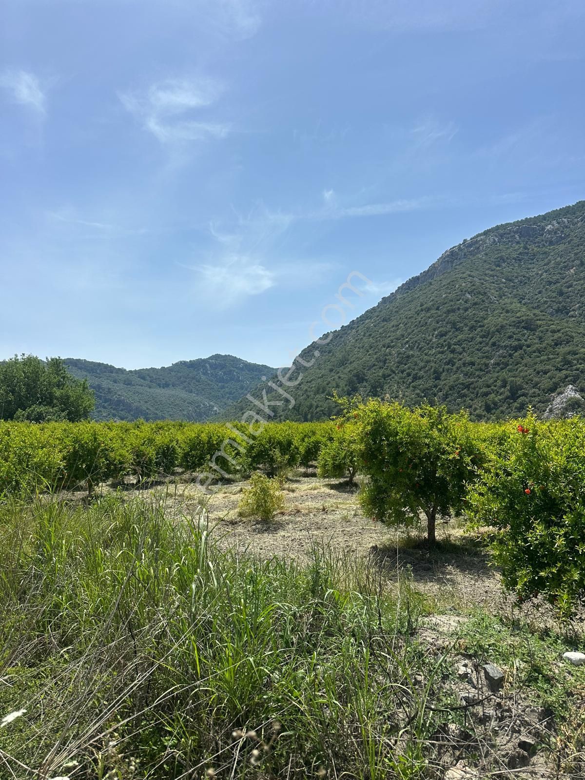 Ortaca Mergenli De 13 500 M2 Tarla Satılık - Görsel 2