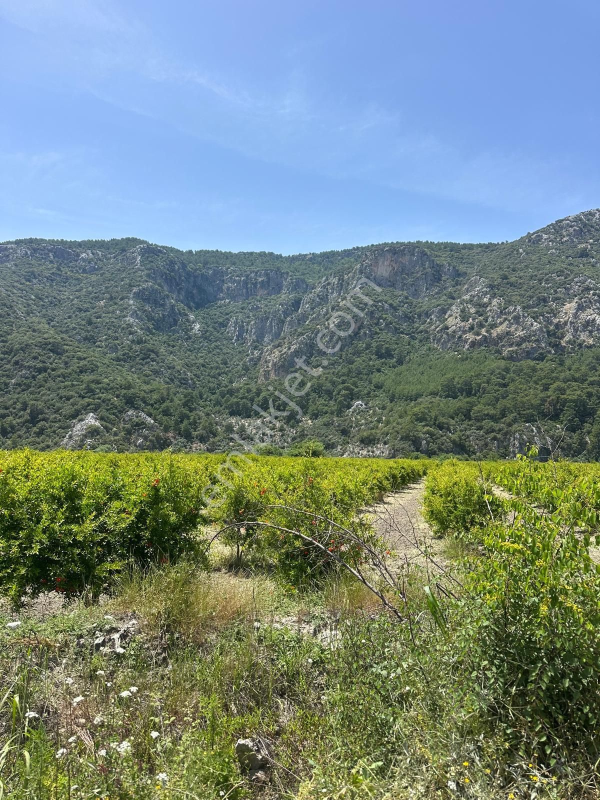 Ortaca Mergenli De 13 500 M2 Tarla Satılık - Görsel 4