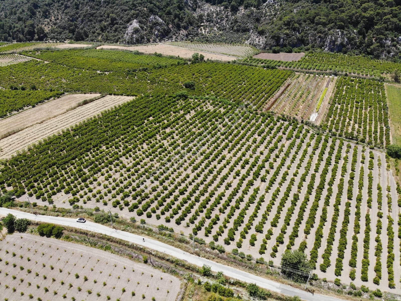 Ortaca Mergenli De 13 500 M2 Tarla Satılık - Görsel 6