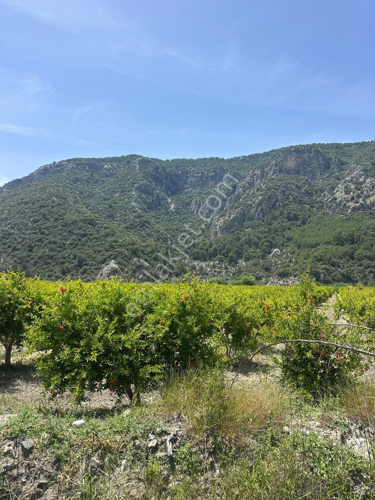 Ortaca Mergenli De 13 500 M2 Tarla Satılık - Görsel 3