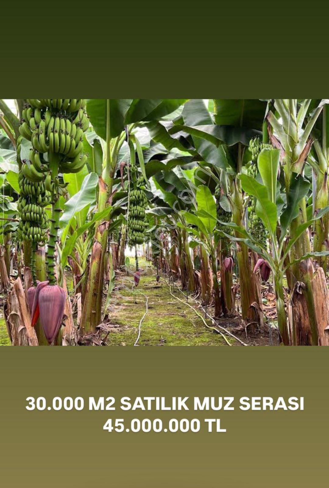 Bu Fırsat Kaçmaz 30 Dönüm Muz Hazır Kurulu Sera Satılıktır