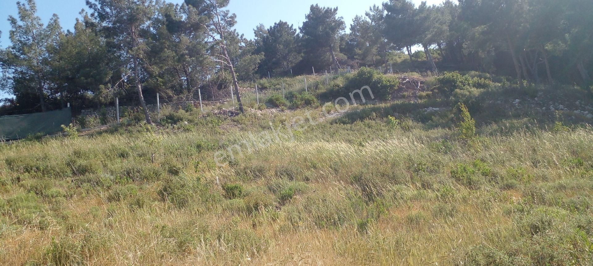 Mor Çiçek Emlak Karaburun Mordoğanda Deniz Manzaralı Tarla - Görsel 3