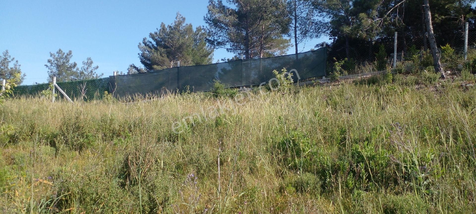 Mor Çiçek Emlak Karaburun Mordoğanda Deniz Manzaralı Tarla - Görsel 12