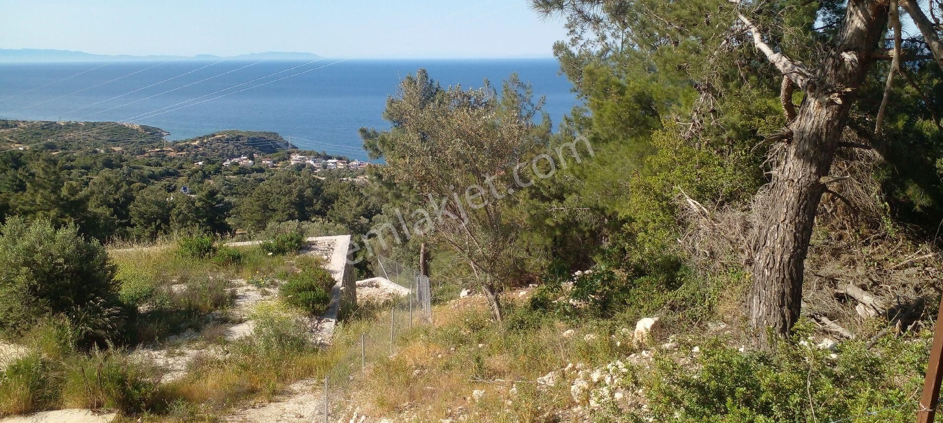 Mor Çiçek Emlak Karaburun Mordoğanda Deniz Manzaralı Tarla - Görsel 6