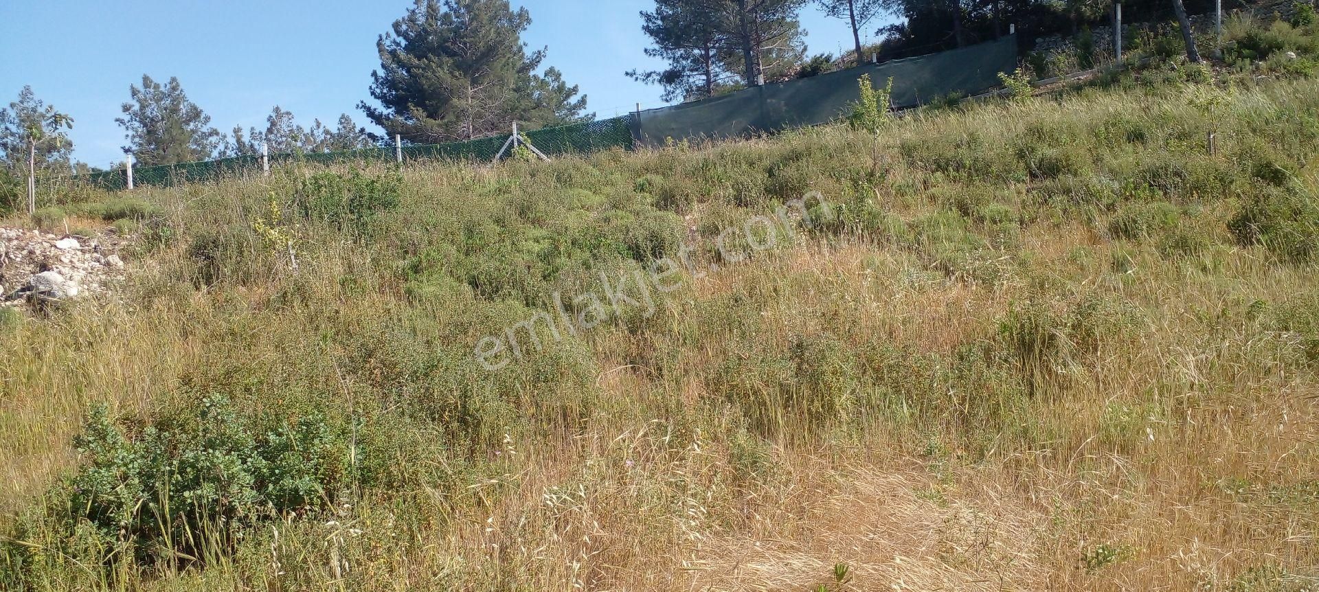 Mor Çiçek Emlak Karaburun Mordoğanda Deniz Manzaralı Tarla - Görsel 4