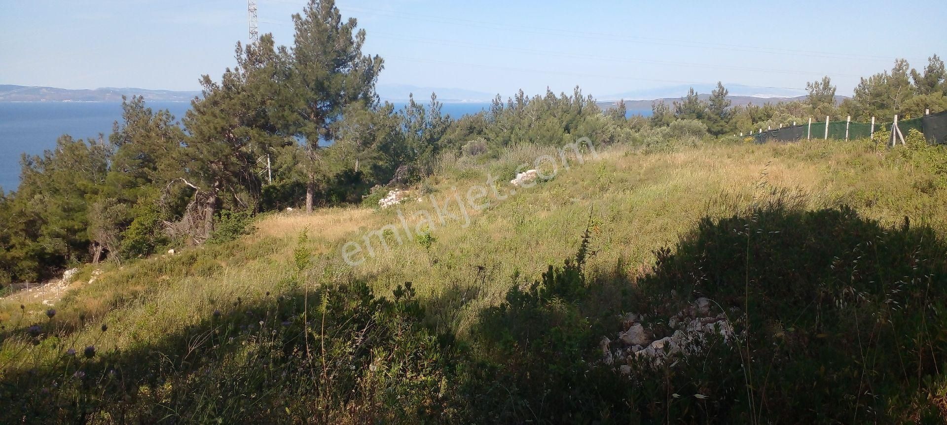 Mor Çiçek Emlak Karaburun Mordoğanda Deniz Manzaralı Tarla - Görsel 22