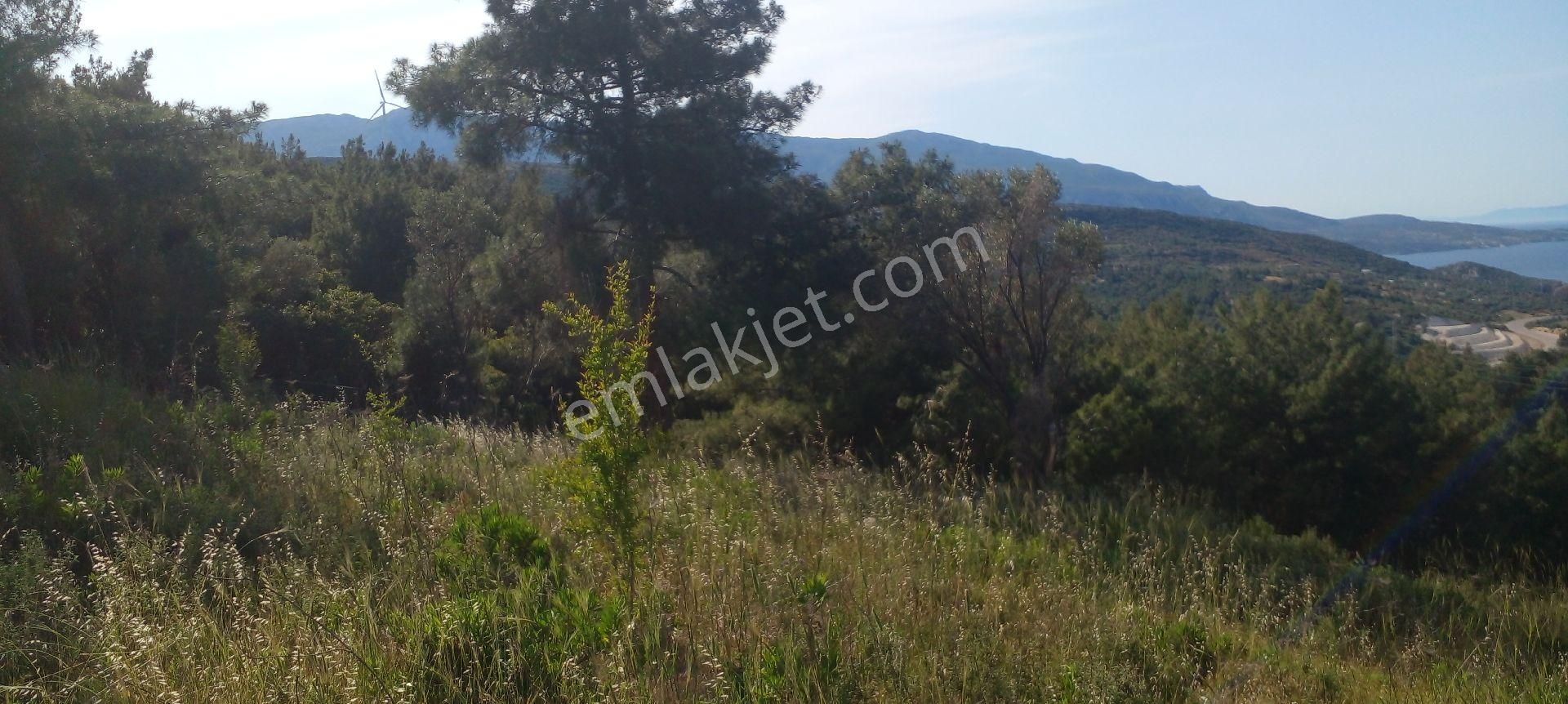 Mor Çiçek Emlak Karaburun Mordoğanda Deniz Manzaralı Tarla - Görsel 10