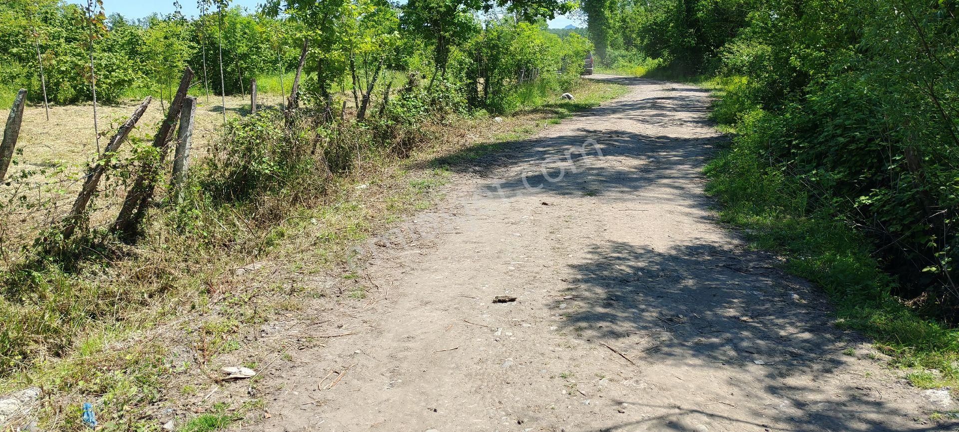 Samsun Terme Sarayköy Kızılcaluda Yol Üzeri Satilik Fındık Bahcesı - Görsel 7